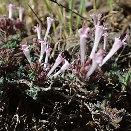 Thymus integer, Cyprian Broomrape