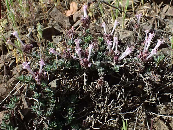 Thymus integer \ Zyprischer Thymian / Cyprus Thyme, Zypern/Cyprus Lagoudera 26.3.2025