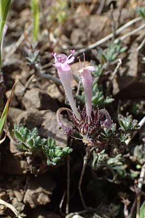 Thymus integer \ Zyprischer Thymian / Cyprus Thyme, Zypern/Cyprus Lagoudera 26.3.2025