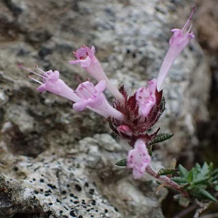 Thymus integer \ Zyprischer Thymian / Cyprus Thyme, Zypern/Cyprus Akamas, Neo Chorio 20.3.2025