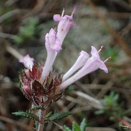 Thymus integer \ Zyprischer Thymian / Cyprus Thyme, Zypern/Cyprus Akamas, Neo Chorio 20.3.2025