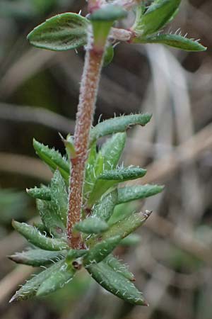 Thymus integer \ Zyprischer Thymian / Cyprus Thyme, Zypern/Cyprus Akamas, Neo Chorio 20.3.2025