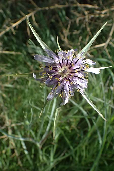 Tragopogon coelesyriacus / Long-Beaked Salsify, Cyprus Kivides 23.3.2025