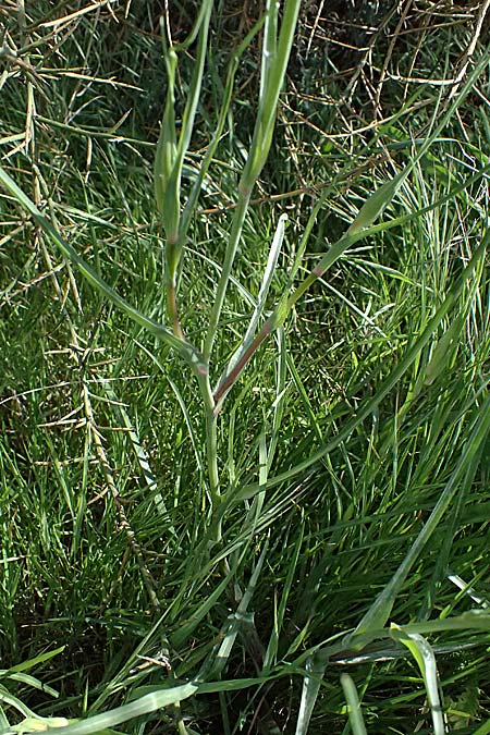 Tragopogon coelesyriacus / Long-Beaked Salsify, Cyprus Kivides 23.3.2025