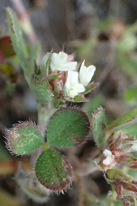 Trifolium scabrum \ Rauer Klee / Rough Clover, Zypern/Cyprus Akrotiri 23.3.2025