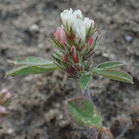 Trifolium scabrum \ Rauer Klee / Rough Clover, Zypern/Cyprus Akrotiri 23.3.2025