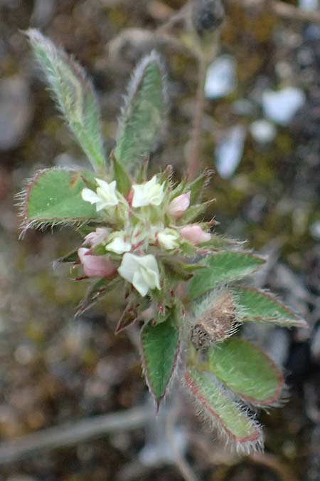 Trifolium scabrum \ Rauer Klee / Rough Clover, Zypern/Cyprus Akrotiri 23.3.2025