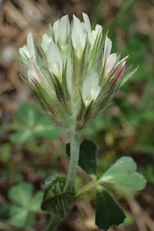 Trifolium stellatum \ Stern-Klee / Starry Clover, Zypern/Cyprus Lagoudera 26.3.2025