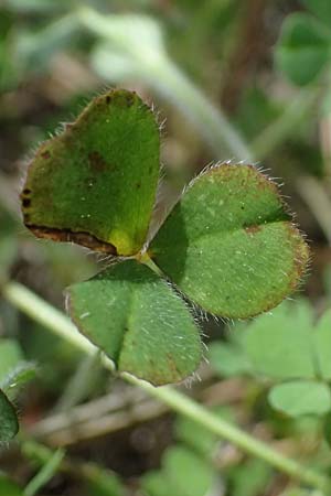 Trifolium stellatum \ Stern-Klee / Starry Clover, Zypern/Cyprus Lagoudera 26.3.2025