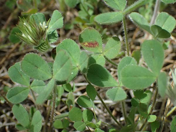 Trifolium stellatum \ Stern-Klee / Starry Clover, Zypern/Cyprus Lagoudera 26.3.2025