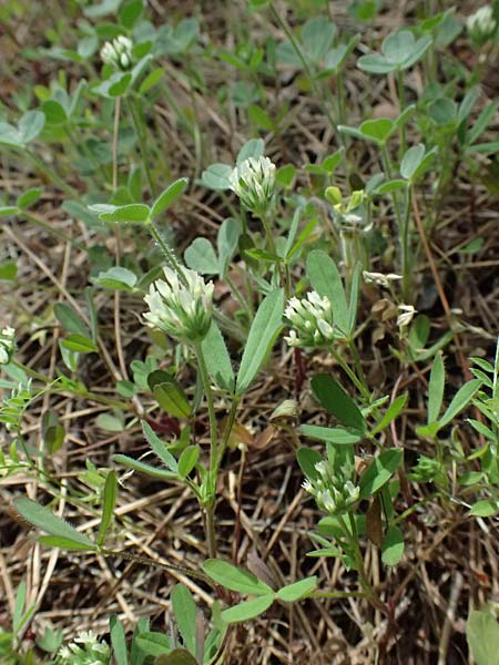 Trifolium echinatum \ Igel-Klee / Hedgehog Clover, Prickly Clover, Zypern/Cyprus Lagoudera 26.3.2025
