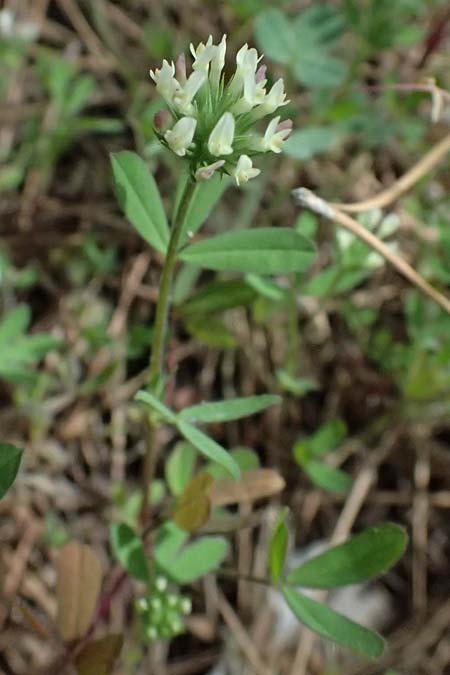 Trifolium echinatum \ Igel-Klee / Hedgehog Clover, Prickly Clover, Zypern/Cyprus Lagoudera 26.3.2025