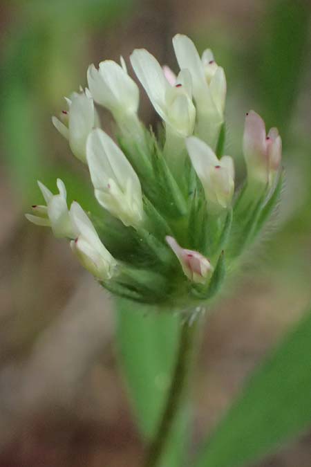 Trifolium echinatum \ Igel-Klee / Hedgehog Clover, Prickly Clover, Zypern/Cyprus Lagoudera 26.3.2025