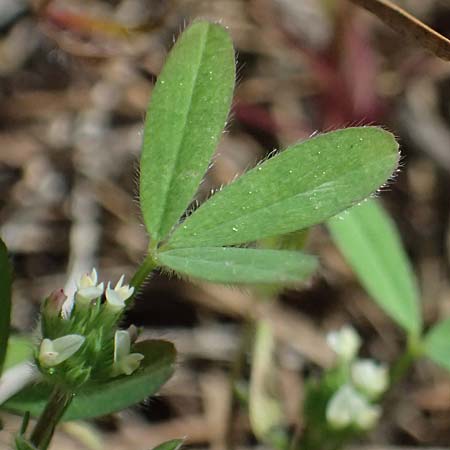 Trifolium echinatum \ Igel-Klee / Hedgehog Clover, Prickly Clover, Zypern/Cyprus Lagoudera 26.3.2025