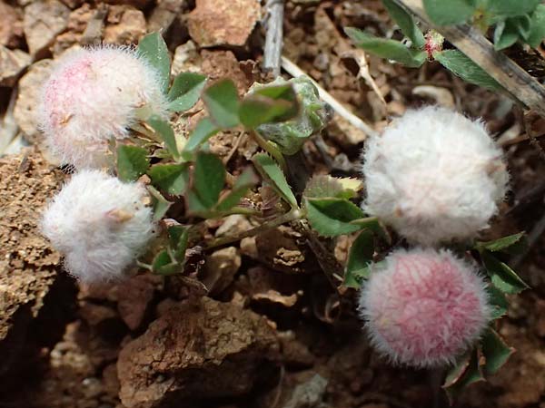Trifolium resupinatum \ Persischer Wende-Klee / Reversed Clover, Zypern/Cyprus Xyliatos 26.3.2025