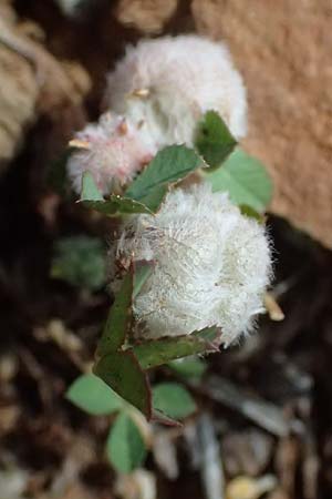 Trifolium resupinatum \ Persischer Wende-Klee / Reversed Clover, Zypern/Cyprus Xyliatos 26.3.2025