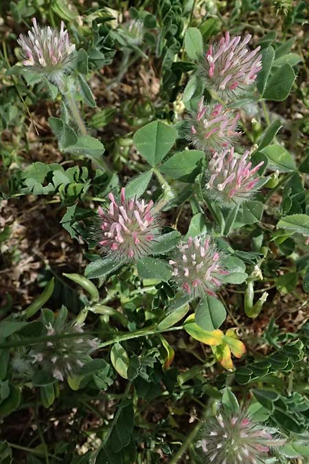 Trifolium hirtum \ Rosenfarbener Klee / Rose Clover, Zypern/Cyprus Prov. Paphos, Episkopi 31.3.2025