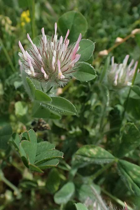 Trifolium hirtum \ Rosenfarbener Klee / Rose Clover, Zypern/Cyprus Prov. Paphos, Episkopi 31.3.2025