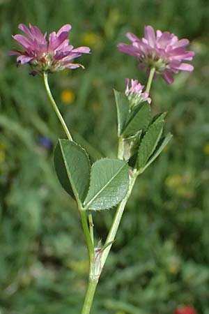 Trifolium resupinatum \ Persischer Wende-Klee / Reversed Clover, Zypern/Cyprus Prov.  Paphos,  Episkopi 31.3.2025