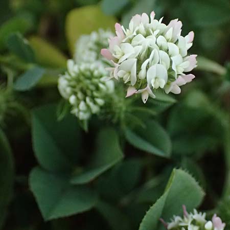 Trifolium physodes \ Geschwollener Klee, Zypern Prov. Paphos, Episkopi 31.3.2025