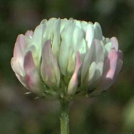 Trifolium physodes \ Geschwollener Klee, Zypern Prov. Paphos, Episkopi 31.3.2025