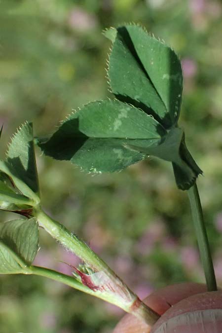 Trifolium physodes \ Geschwollener Klee, Zypern Prov. Paphos, Episkopi 31.3.2025