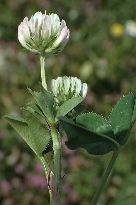 Trifolium physodes \ Geschwollener Klee, Zypern Prov. Paphos, Episkopi 31.3.2025