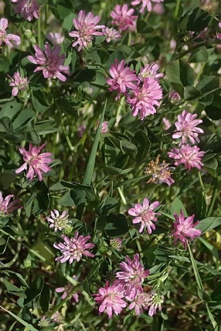 Trifolium resupinatum \ Persischer Wende-Klee / Reversed Clover, Zypern/Cyprus Prov.  Paphos,  Episkopi 31.3.2025