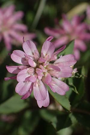 Trifolium resupinatum \ Persischer Wende-Klee / Reversed Clover, Zypern/Cyprus Prov.  Paphos,  Episkopi 31.3.2025