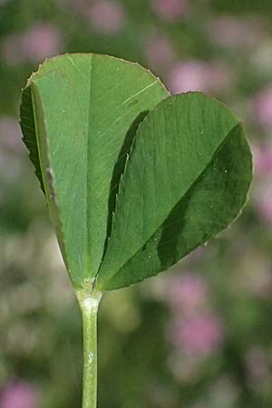 Trifolium resupinatum \ Persischer Wende-Klee / Reversed Clover, Zypern/Cyprus Prov.  Paphos,  Episkopi 31.3.2025