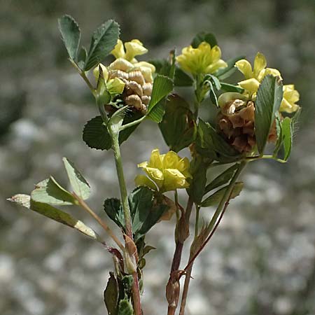 Trifolium campestre \ Gelber Acker-Klee, Feld-Klee / Hop Trefoil, Zypern/Cyprus Prov. Paphos, Episkopi 31.3.2025