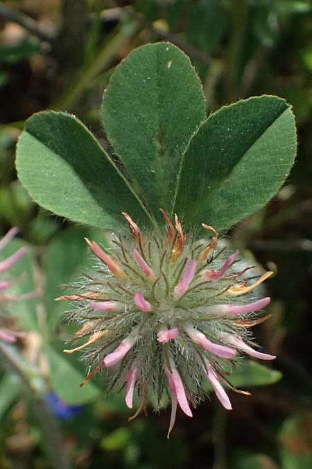 Trifolium hirtum \ Rosenfarbener Klee / Rose Clover, Zypern/Cyprus Prov. Paphos, Episkopi 31.3.2025
