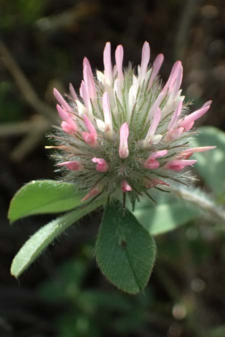 Trifolium hirtum \ Rosenfarbener Klee / Rose Clover, Zypern/Cyprus Prov. Paphos, Episkopi 31.3.2025