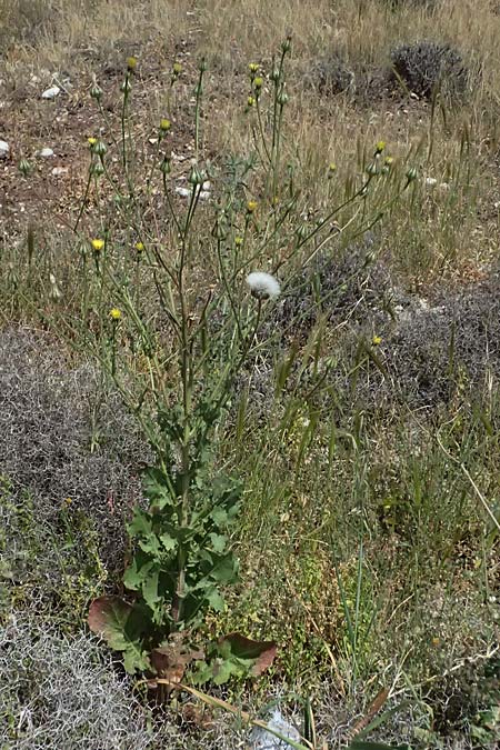 Urospermum picroides \ Bitterkraut-Schwefelk�pfchen / Prickly Goldenfleece, Zypern/Cyprus Petra tou Romiou 30.3.2025