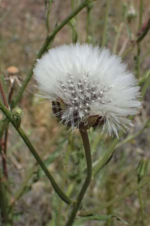 Urospermum picroides \ Bitterkraut-Schwefelk�pfchen / Prickly Goldenfleece, Zypern/Cyprus Petra tou Romiou 30.3.2025