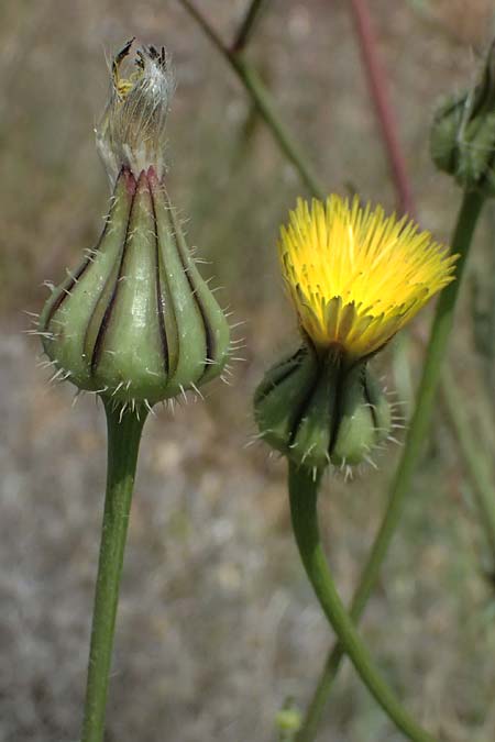 Urospermum picroides \ Bitterkraut-Schwefelk�pfchen / Prickly Goldenfleece, Zypern/Cyprus Petra tou Romiou 30.3.2025