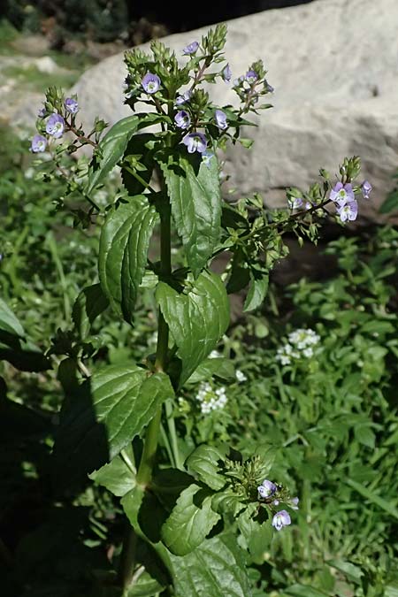 Veronica anagallis-aquatica \ Blauer Gauchheil-Ehrenpreis, Blauer Wasser-Ehrenpreis / Blue Water Speedwell, Zypern/Cyprus Avakas Gorge 22.3.2025