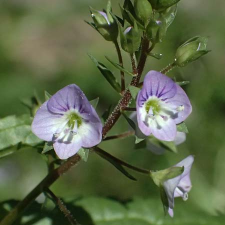 Veronica anagallis-aquatica \ Blauer Gauchheil-Ehrenpreis, Blauer Wasser-Ehrenpreis / Blue Water Speedwell, Zypern/Cyprus Avakas Gorge 22.3.2025