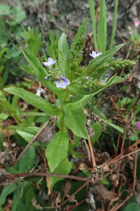 Veronica anagallis-aquatica \ Blauer Gauchheil-Ehrenpreis, Blauer Wasser-Ehrenpreis / Blue Water Speedwell, Zypern/Cyprus Xyliatos 26.3.2025