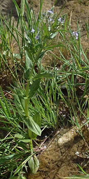 Veronica anagallis-aquatica \ Blauer Gauchheil-Ehrenpreis, Blauer Wasser-Ehrenpreis / Blue Water Speedwell, Zypern/Cyprus Prov. Paphos, Episkopi 31.3.2025