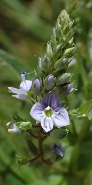 Veronica anagallis-aquatica \ Blauer Gauchheil-Ehrenpreis, Blauer Wasser-Ehrenpreis / Blue Water Speedwell, Zypern/Cyprus Prov. Paphos, Episkopi 31.3.2025