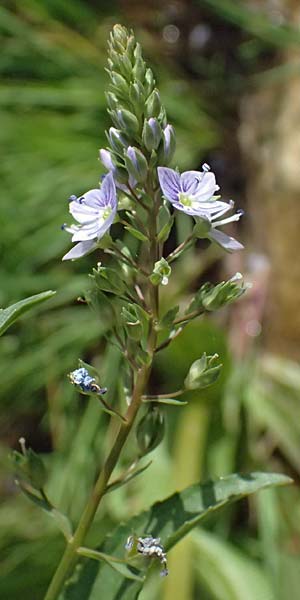 Veronica anagallis-aquatica \ Blauer Gauchheil-Ehrenpreis, Blauer Wasser-Ehrenpreis / Blue Water Speedwell, Zypern/Cyprus Prov. Paphos, Episkopi 31.3.2025