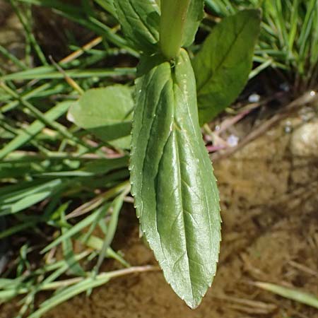 Veronica anagallis-aquatica \ Blauer Gauchheil-Ehrenpreis, Blauer Wasser-Ehrenpreis / Blue Water Speedwell, Zypern/Cyprus Prov. Paphos, Episkopi 31.3.2025