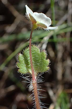 Veronica cymbalaria \ Zymbelkraut-Ehrenpreis / Cymbalaria-Leaved Speedwell, Zypern/Cyprus Kakopetria 24.3.2025