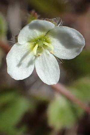 Veronica cymbalaria \ Zymbelkraut-Ehrenpreis / Cymbalaria-Leaved Speedwell, Zypern/Cyprus Kakopetria 24.3.2025