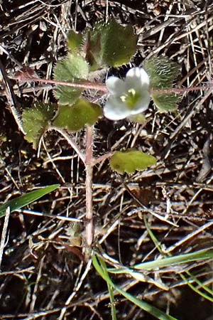 Veronica cymbalaria \ Zymbelkraut-Ehrenpreis / Cymbalaria-Leaved Speedwell, Zypern/Cyprus Kakopetria 24.3.2025