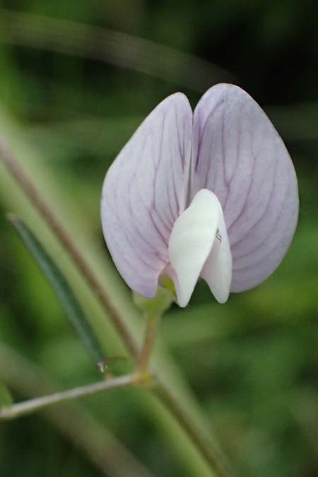 Vicia peregrina \ Fremde Wicke, Zypern Tochni 21.3.2025