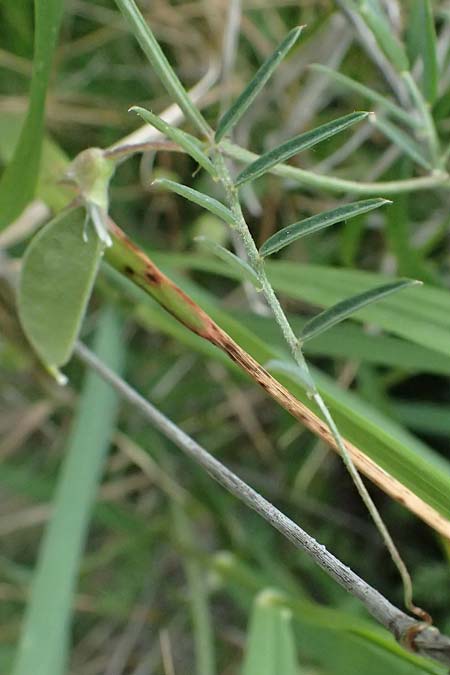 Vicia peregrina \ Fremde Wicke, Zypern Tochni 21.3.2025