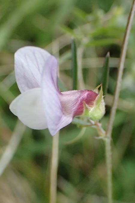 Vicia peregrina \ Fremde Wicke, Zypern Tochni 21.3.2025