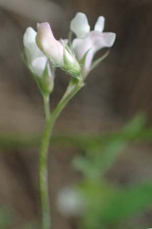 Vicia pubescens \ Flaumige Wicke / Downy Vetch, Zypern/Cyprus Lagoudera 26.3.2025